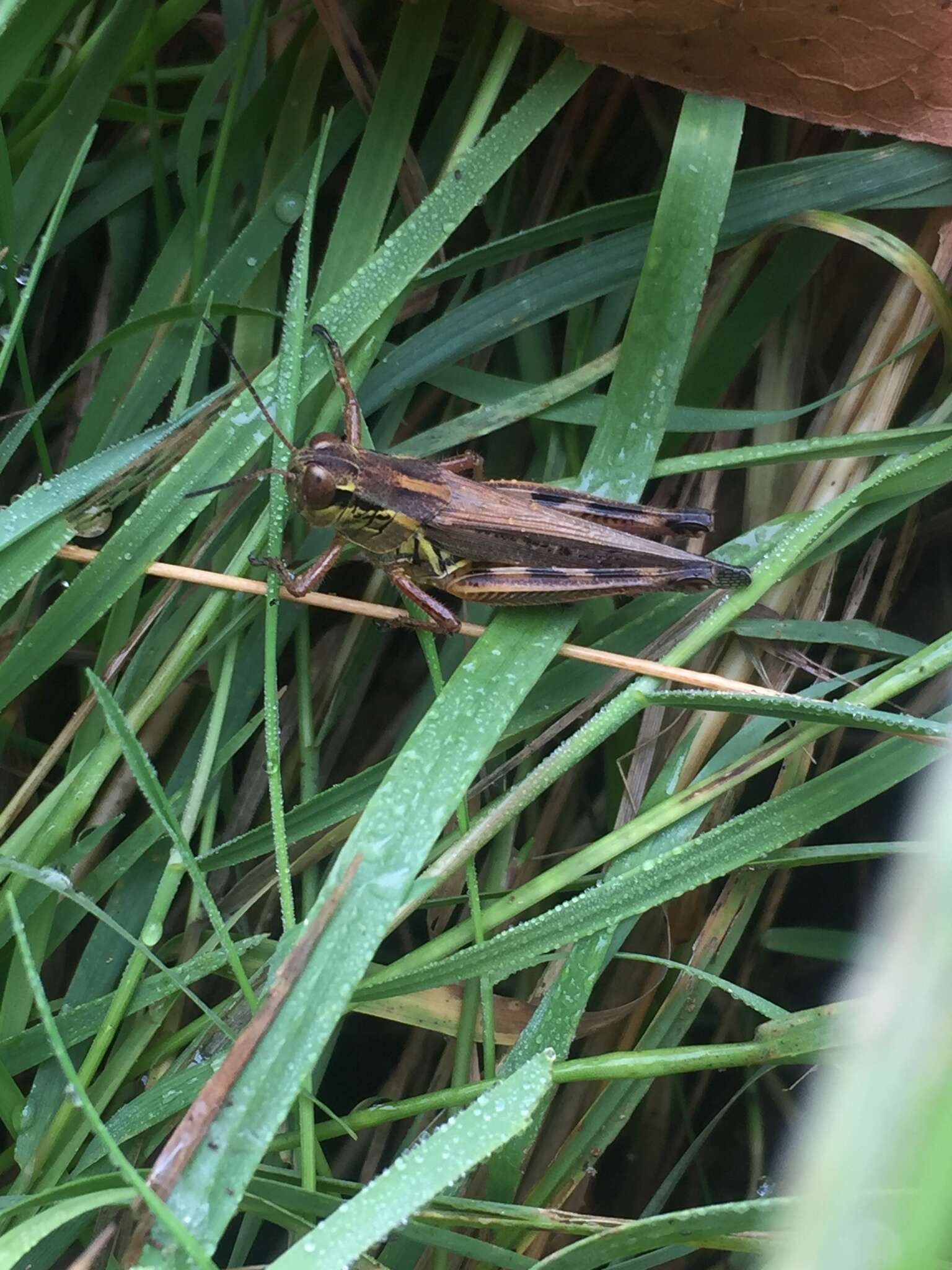 Plancia ëd Melanoplus femurrubrum (De Geer 1773)