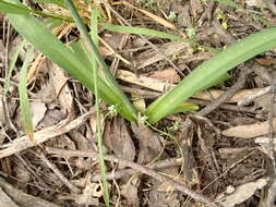 Image of Arthropodium milleflorum (Redouté) J. F. Macbr.