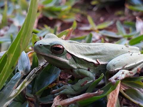 صورة Boana marginata (Boulenger 1887)