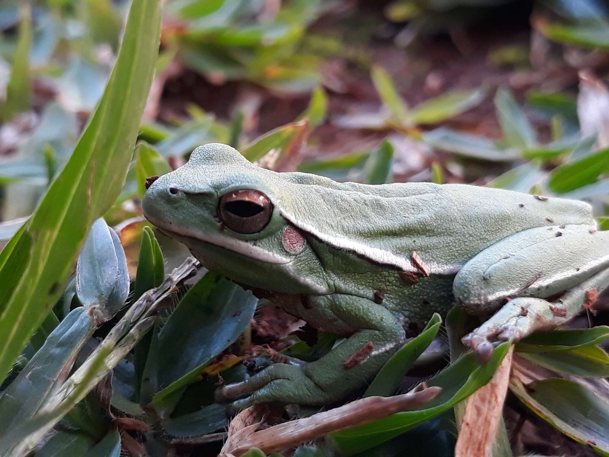 Boana marginata (Boulenger 1887)的圖片