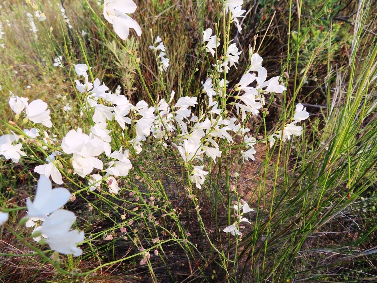 Imagem de Heliophila juncea (P. J. Bergius) Druce