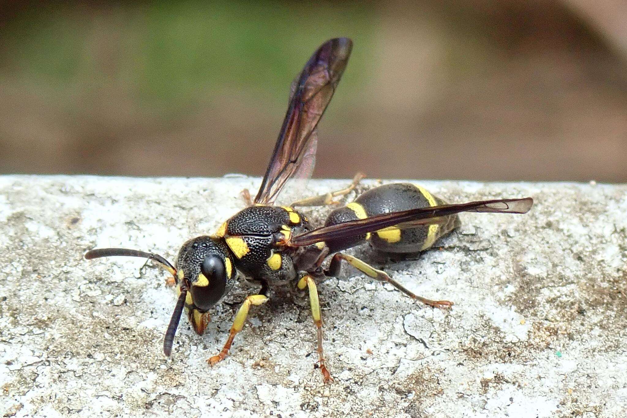 Sivun Apodynerus formosensis (Schulthess 1934) kuva