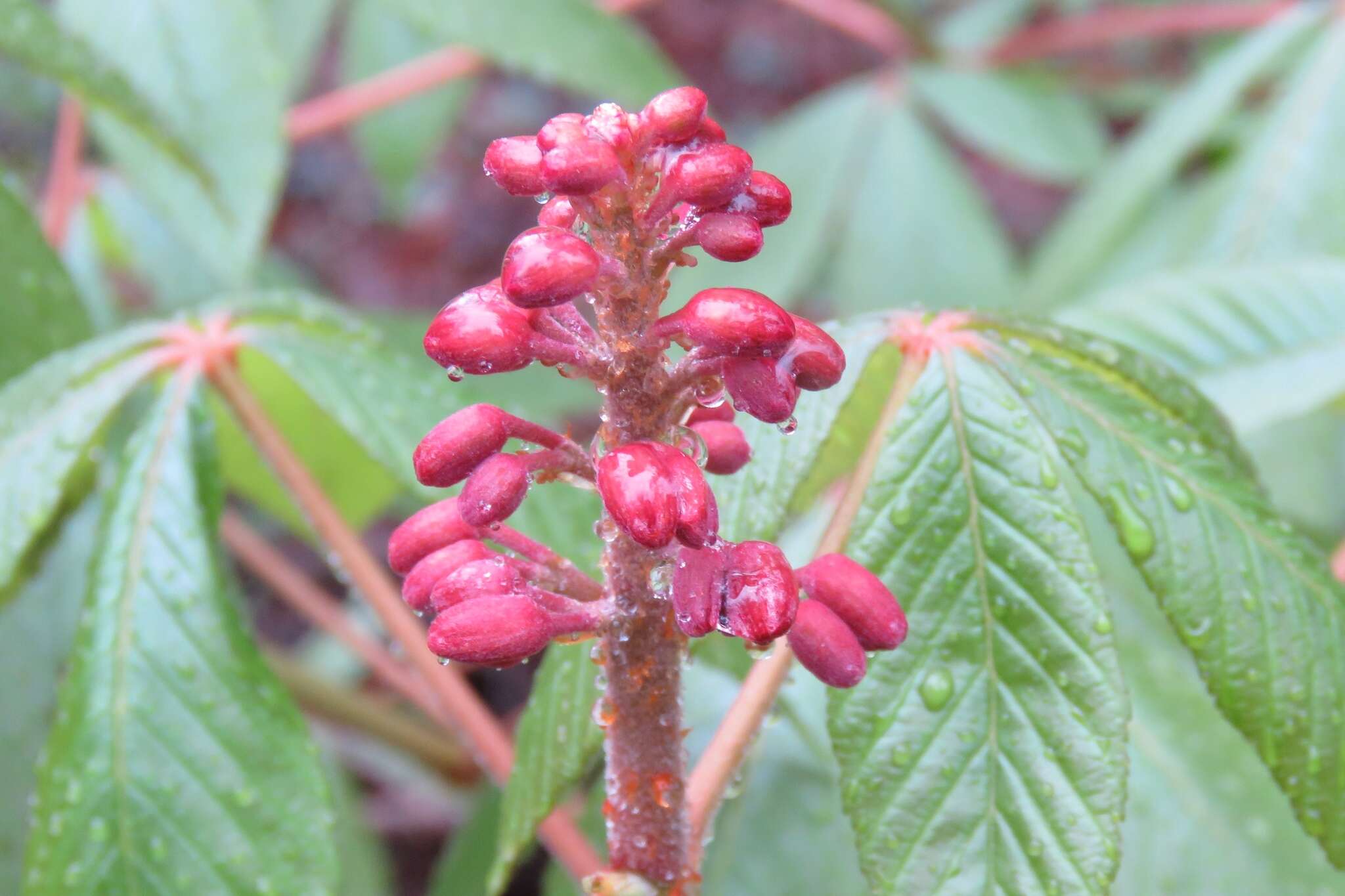 Imagem de Aesculus pavia L.