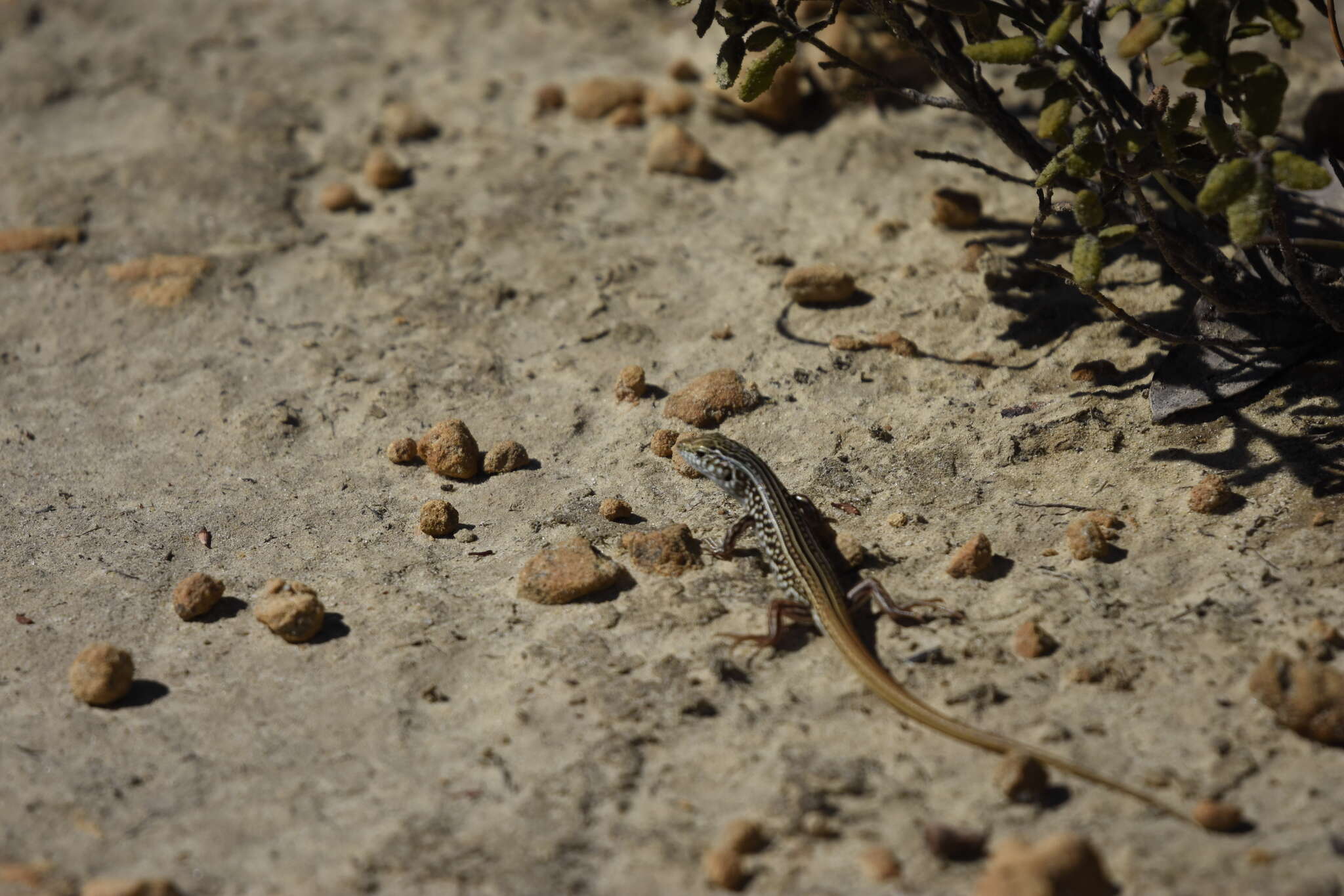 صورة Ctenotus orientalis Storr 1971