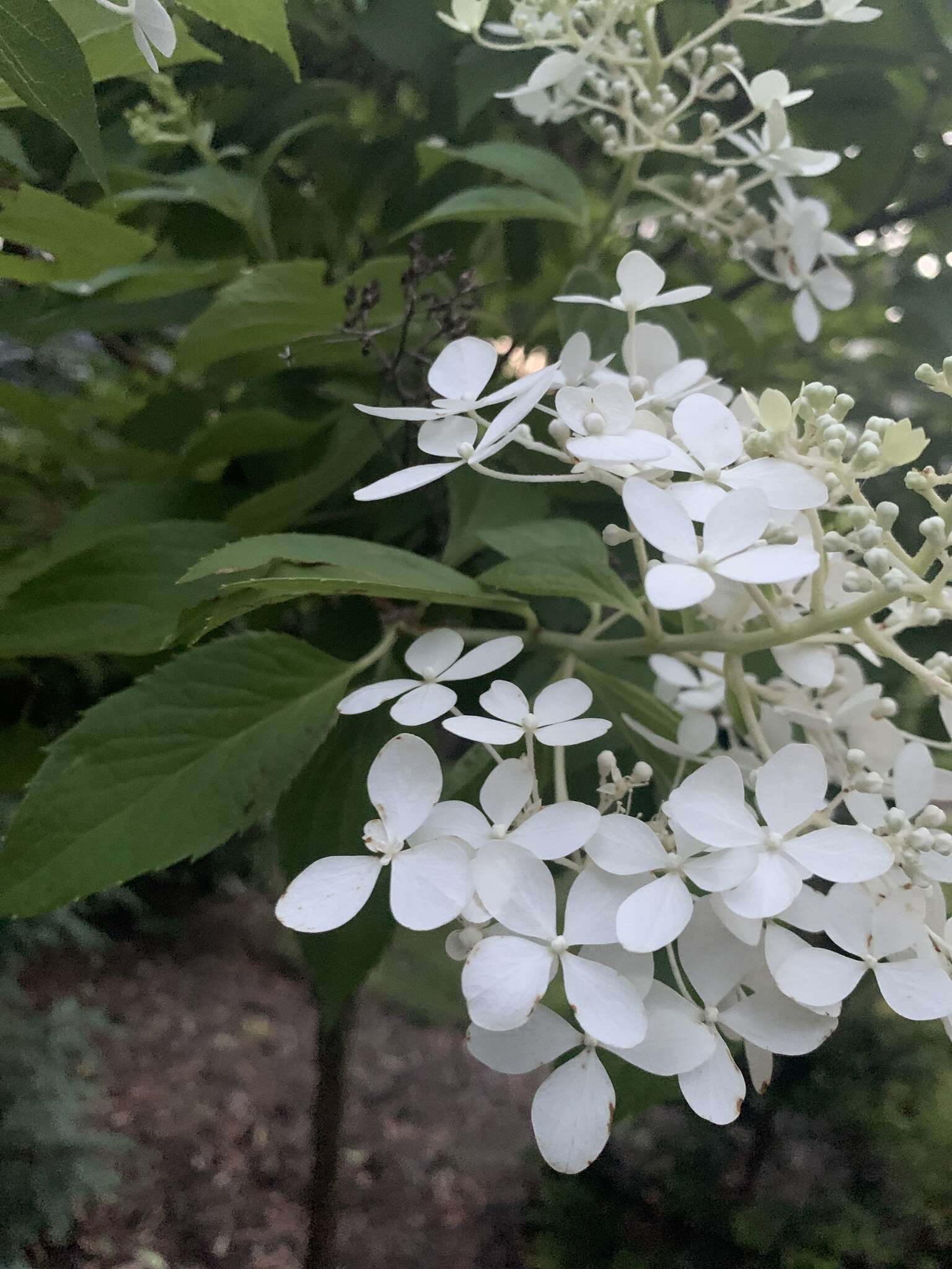 Image of panicled hydrangea