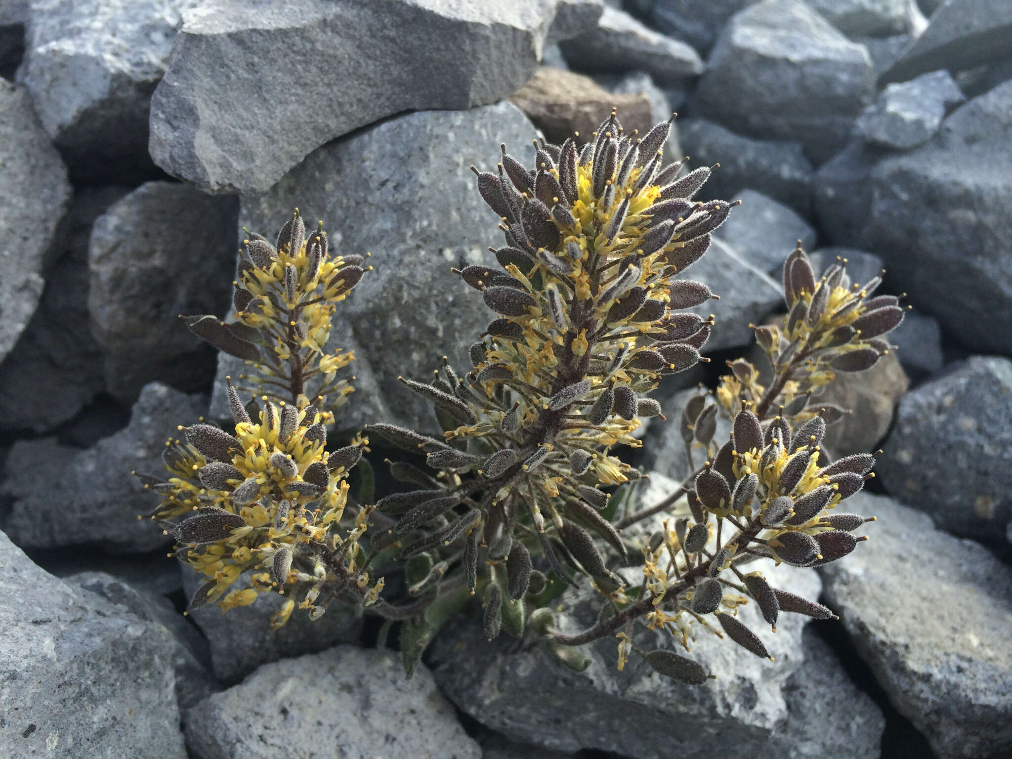 Image of Mt. Lassen draba