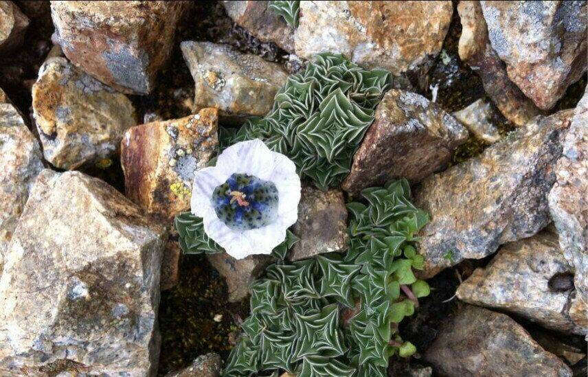 Imagem de Gentiana urnula H. Smith