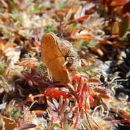 Image of <i>Oxytropis huddelsonii</i>