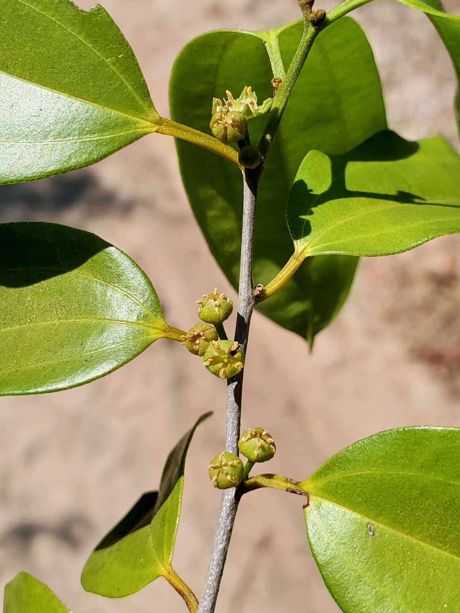 Image of Bathiorhamnus reticulatus (Capuron) Callm., Phillipson & Buerki