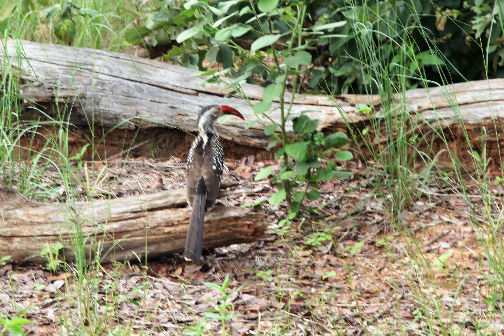 Image of Southern Red-billed Hornbill