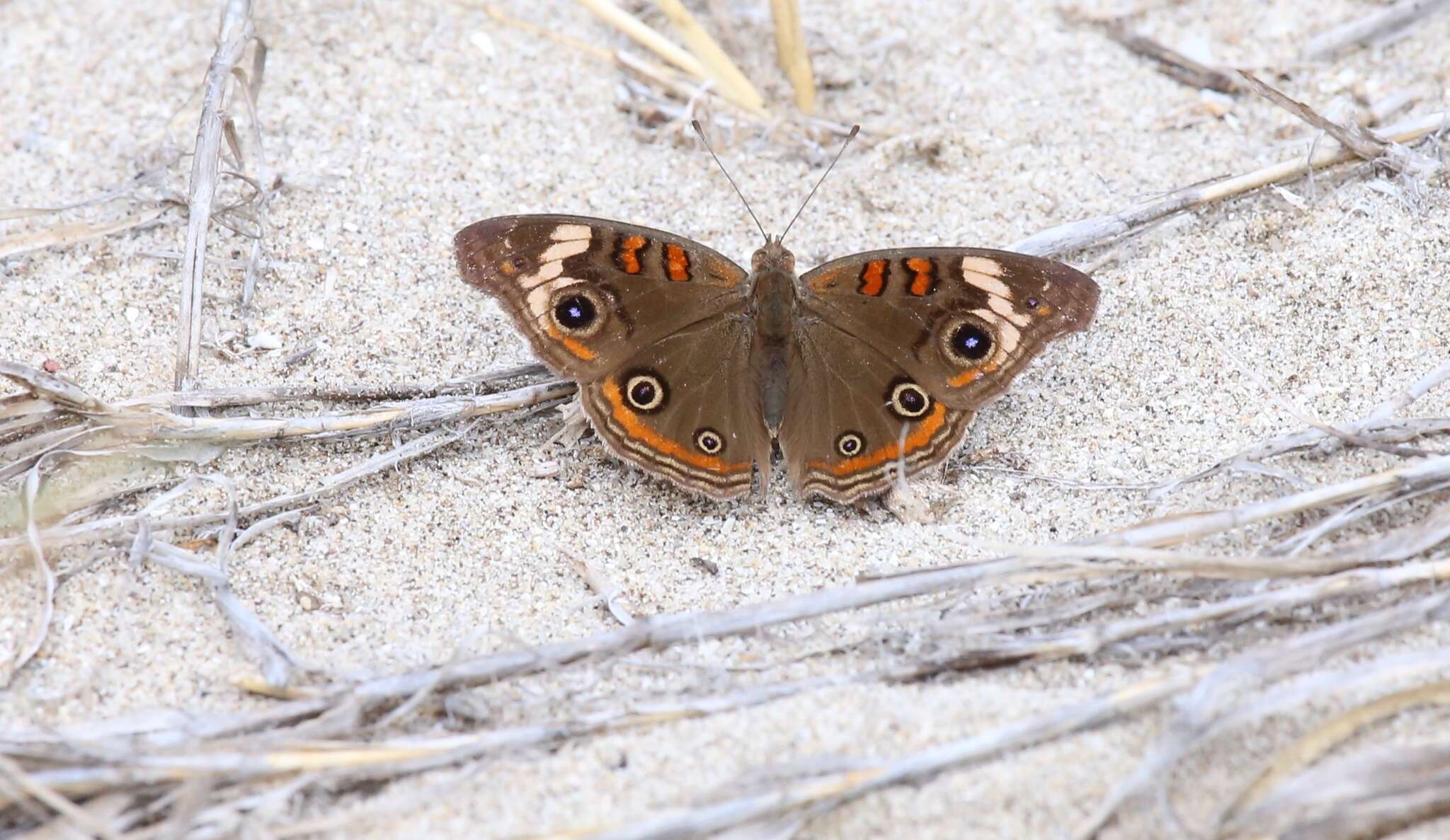 Sivun Junonia pacoma kuva