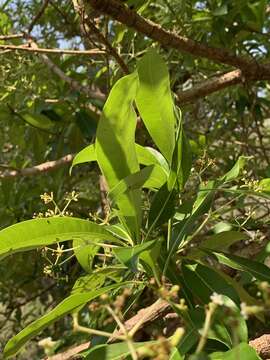 Image of Quinine tree