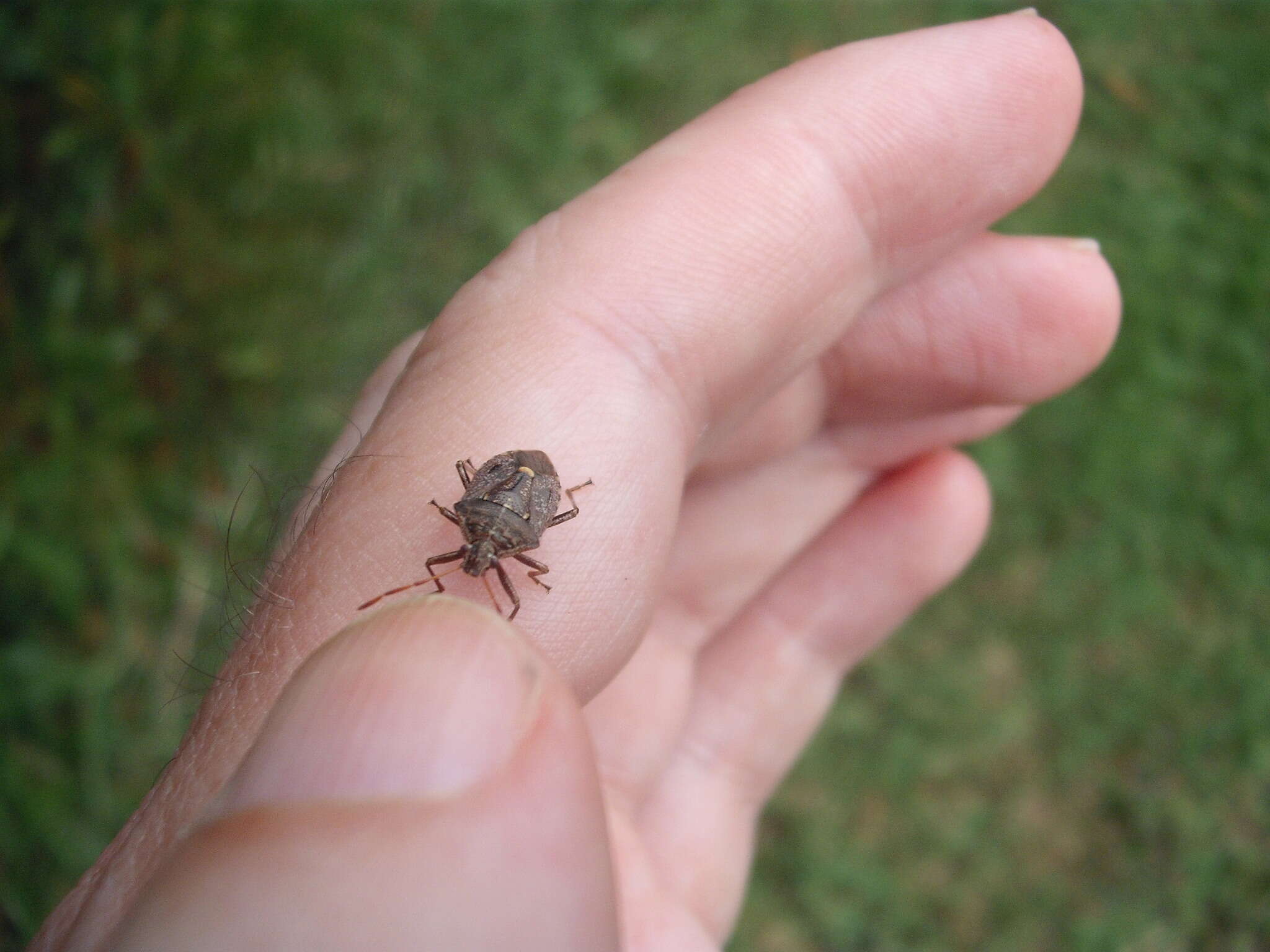 Image of Cermatulus nasalis nasalis (Westwood 1837)