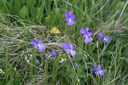 Image of Viola culminis F. Fen. & Moraldo