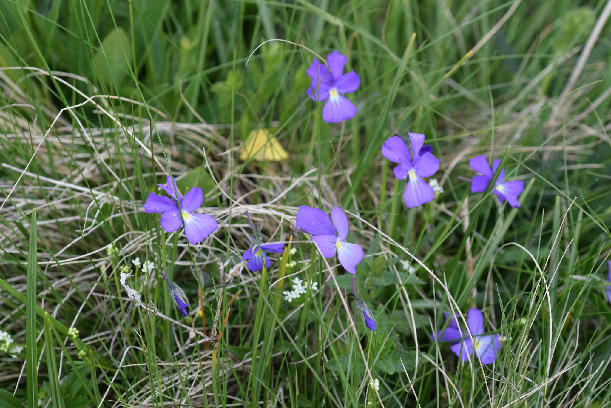 Image of Viola culminis F. Fen. & Moraldo