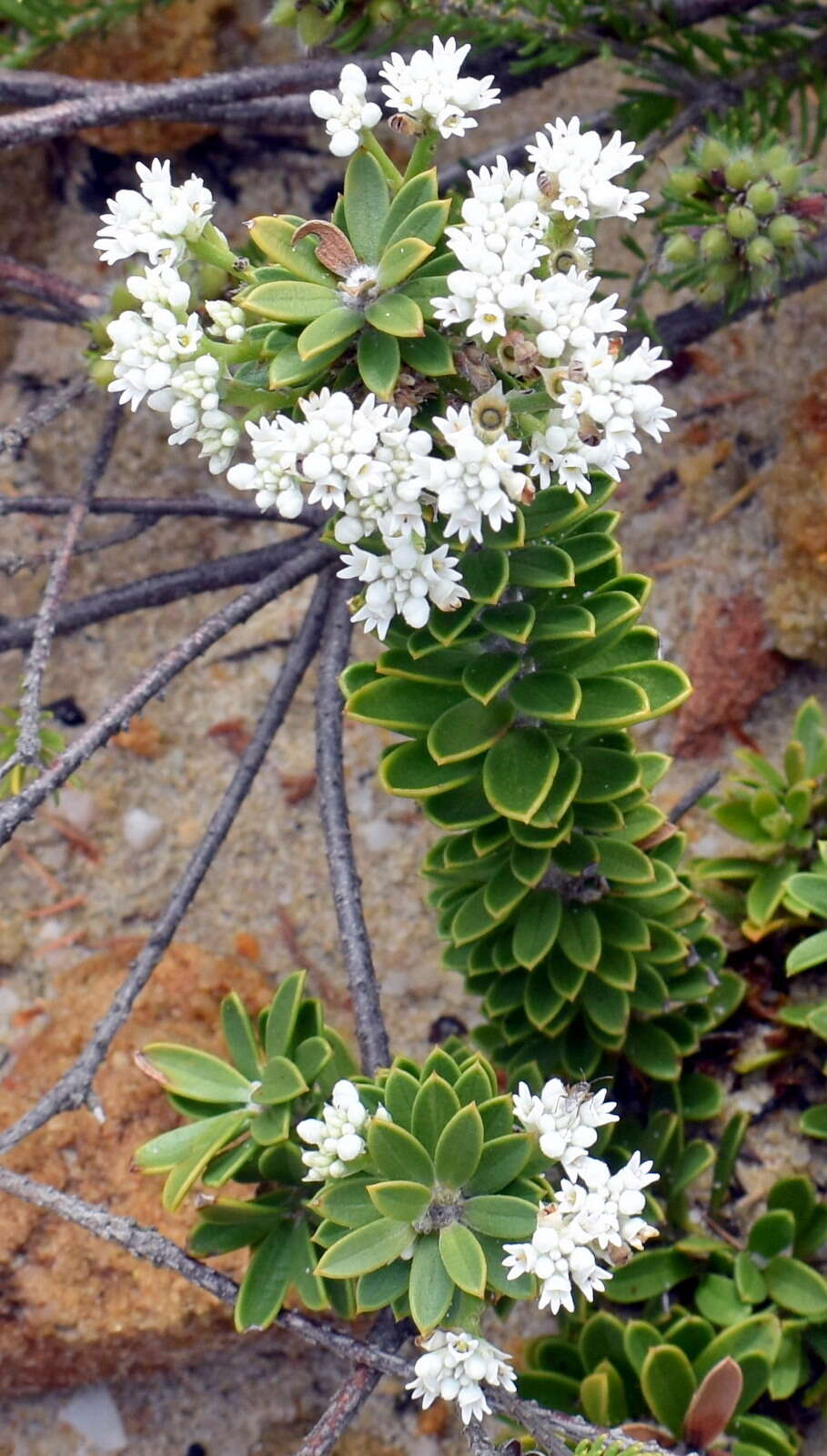 Image of Conospermum ellipticum Sm.