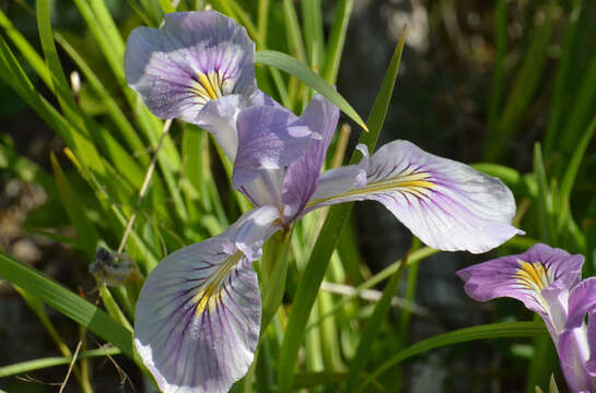 Image of toughleaf iris