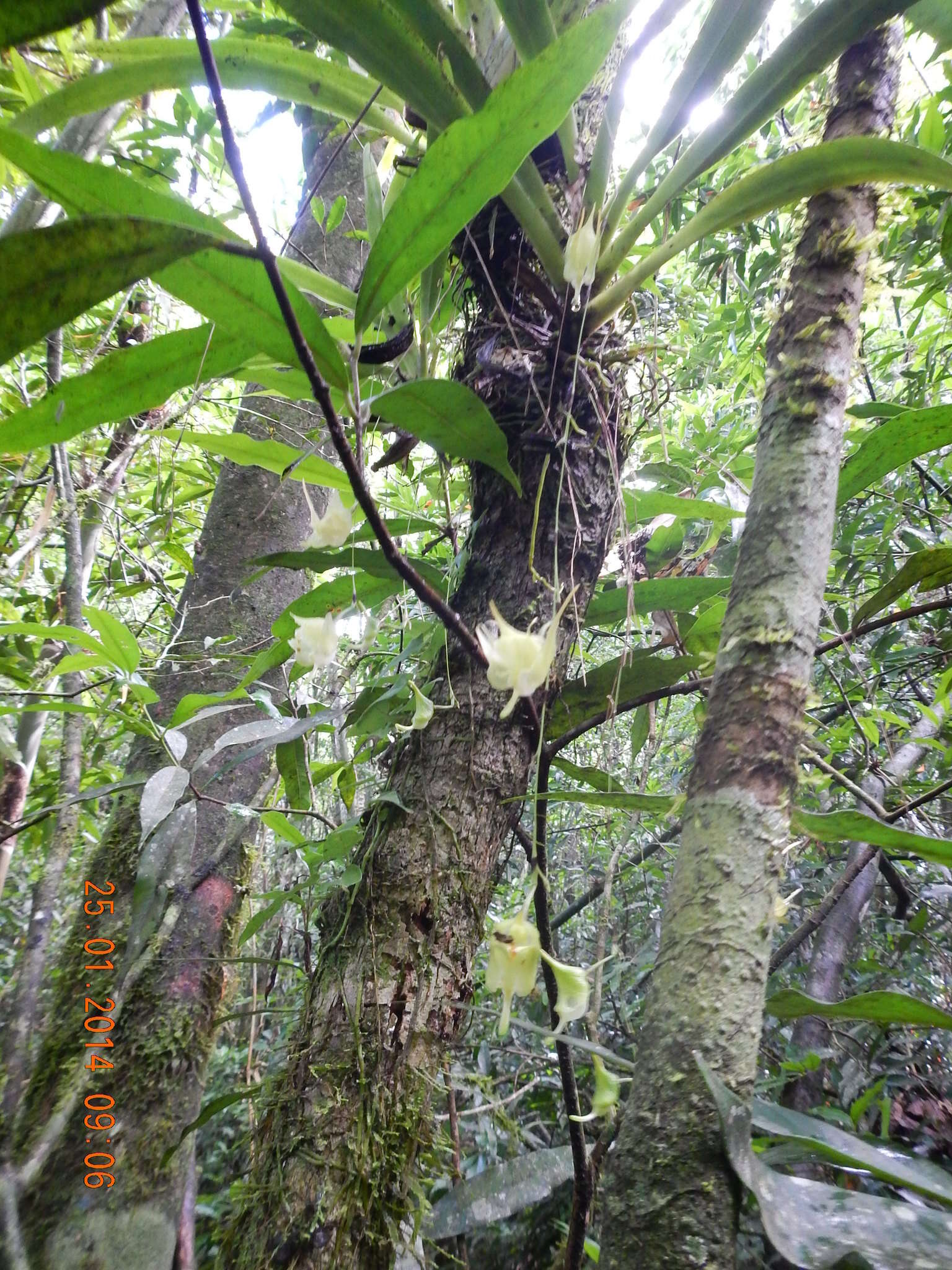 Imagem de Aeranthes ramosa Rolfe