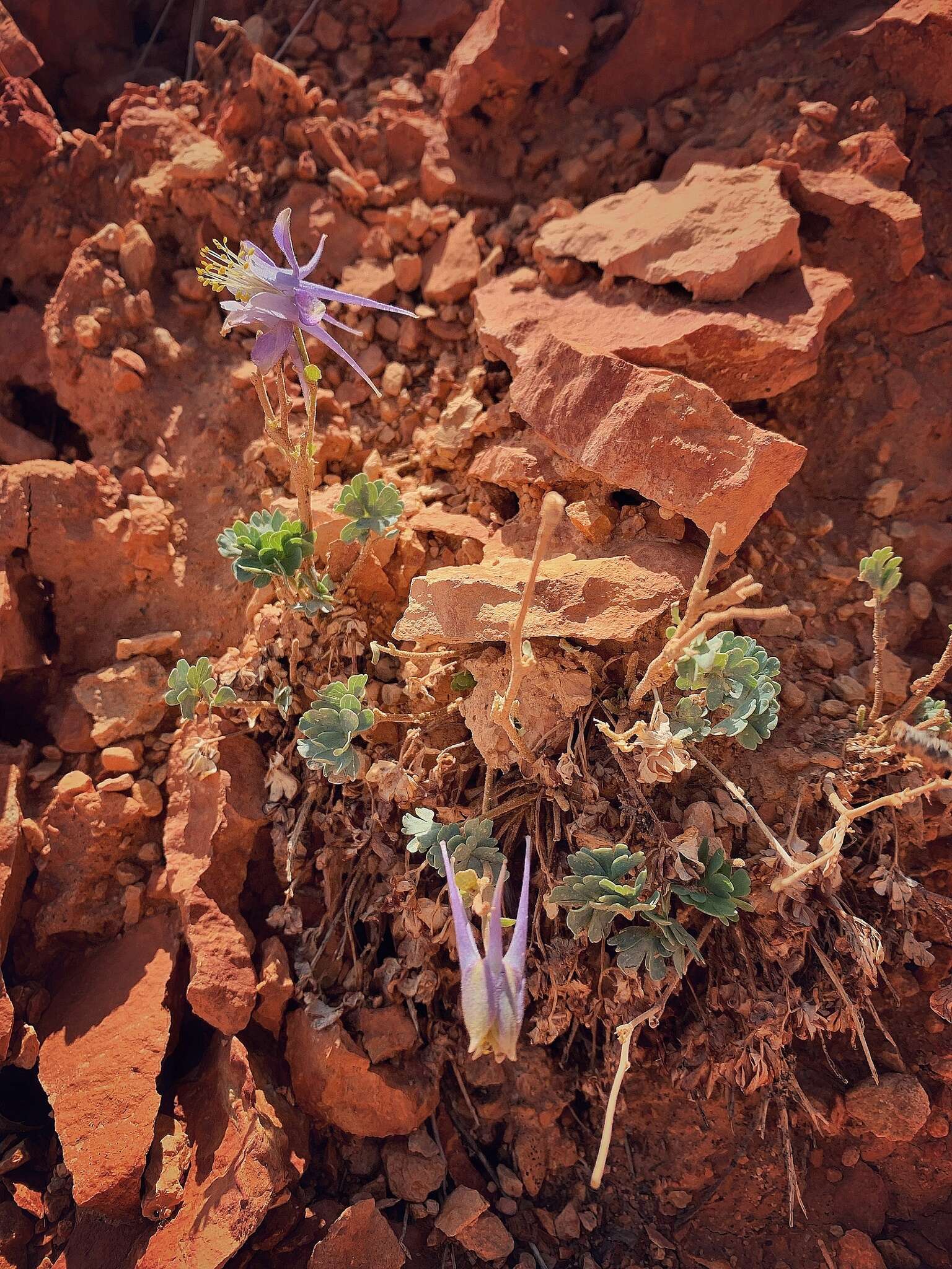 Image of Utah columbine