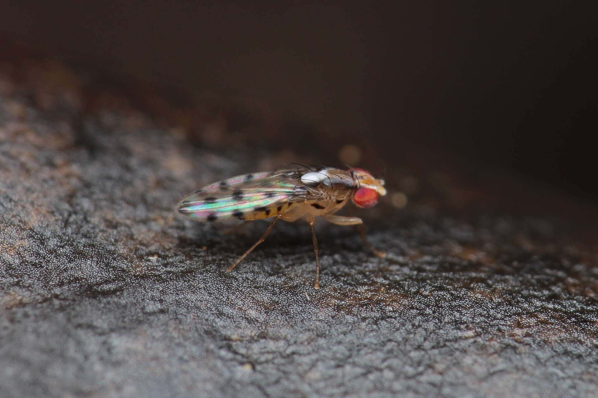 Image of Scaptomyza albovittata (Malloch 1938)