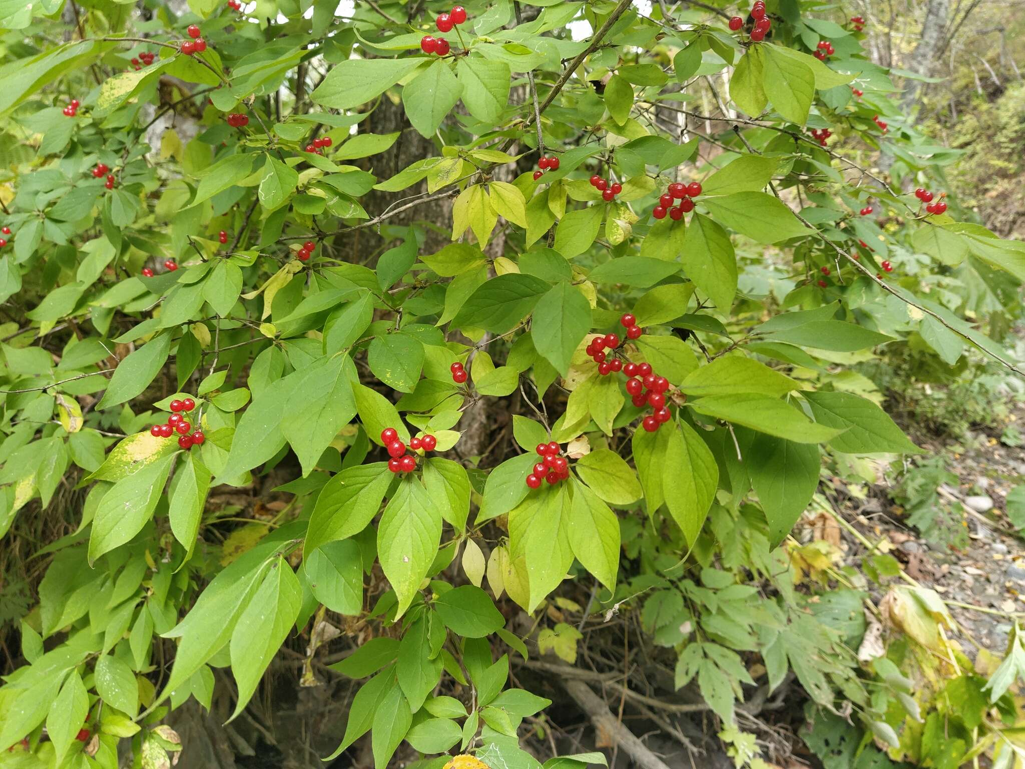 Image of honeysuckle