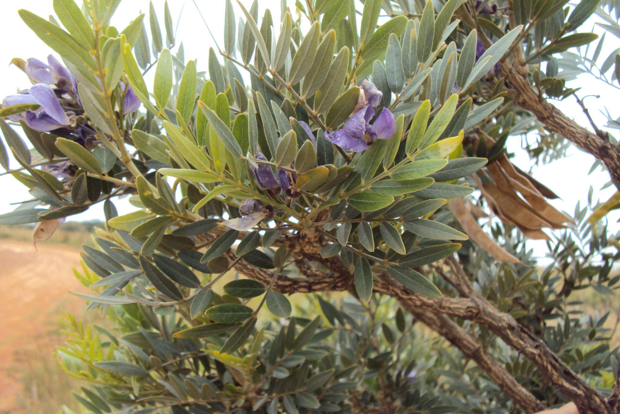 صورة Mundulea sericea subsp. sericea