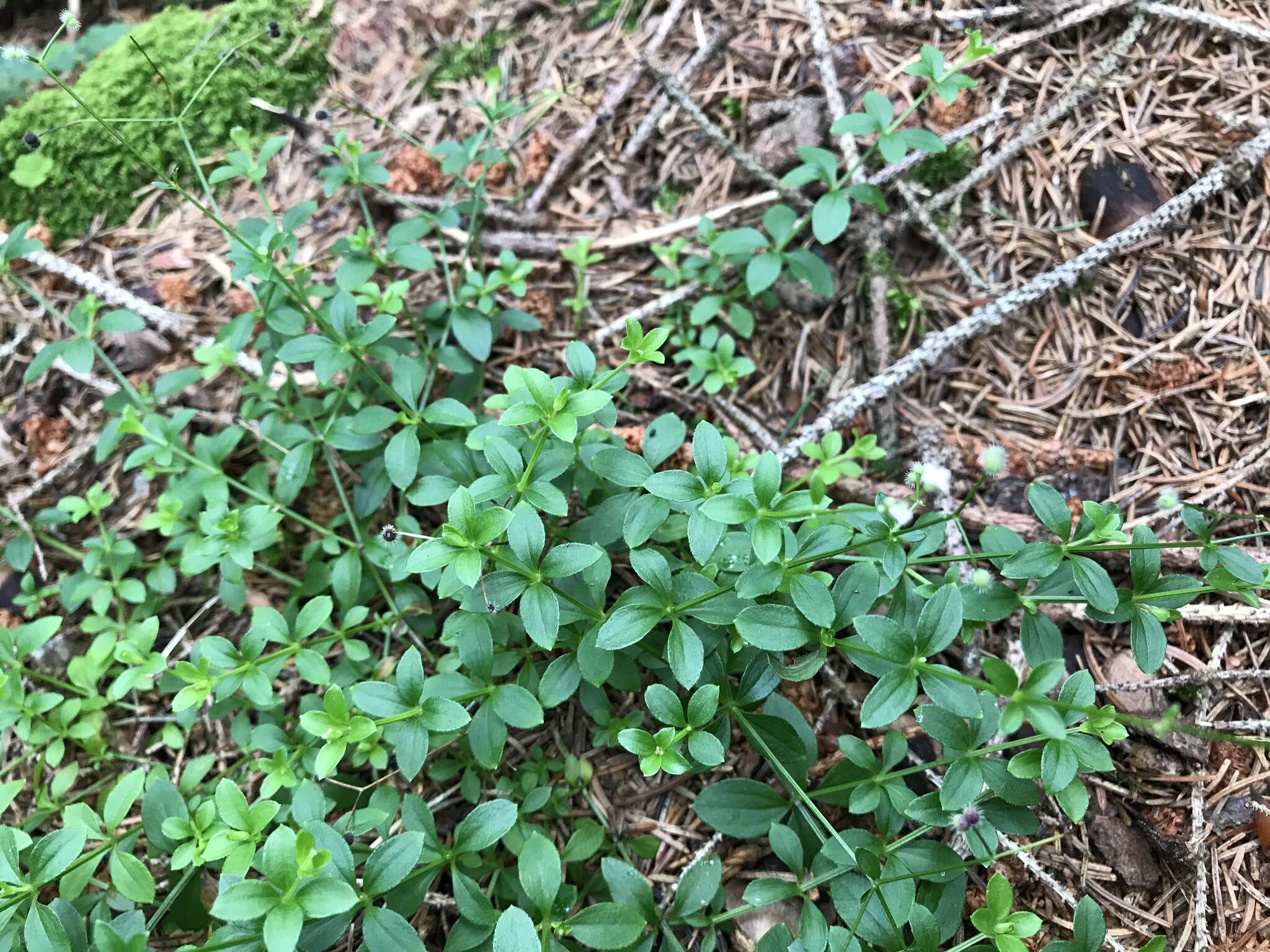 Image of Round-leaved Bedstraw