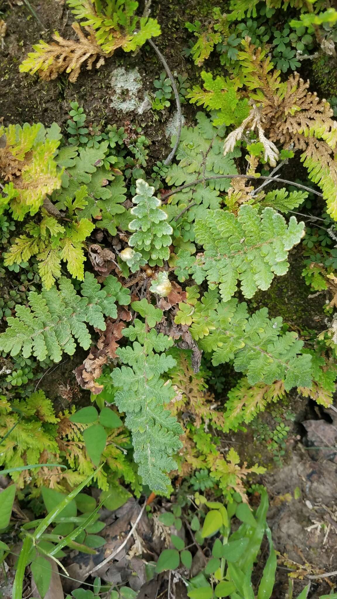 Plancia ëd Notholaena brachypus (Kunze) J. Sm.