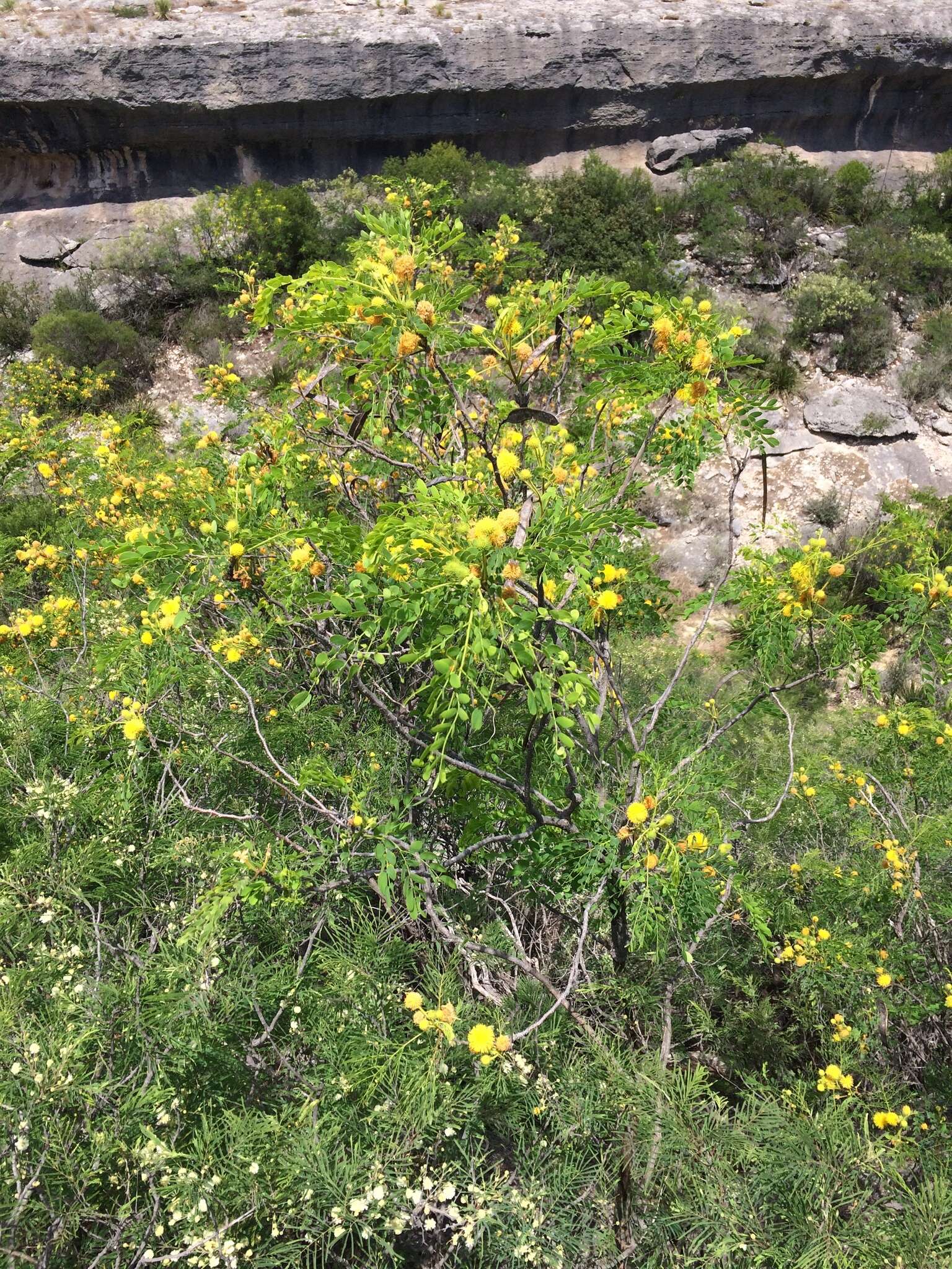 Imagem de Leucaena retusa Benth.