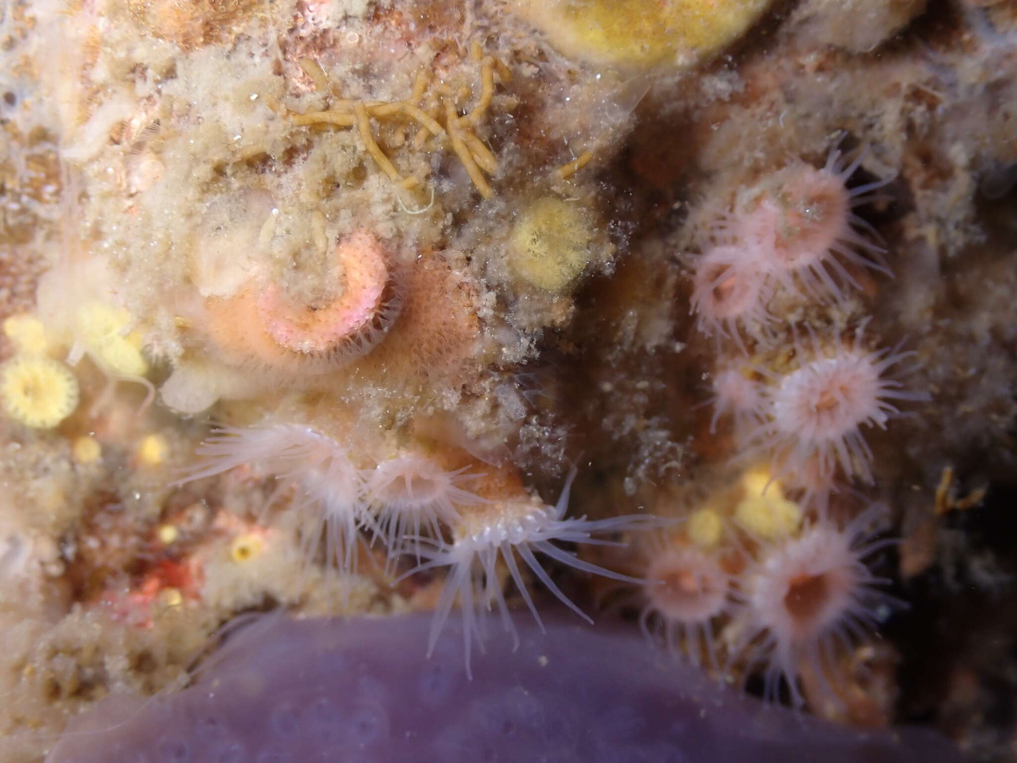 Image of orange encrusting anemone