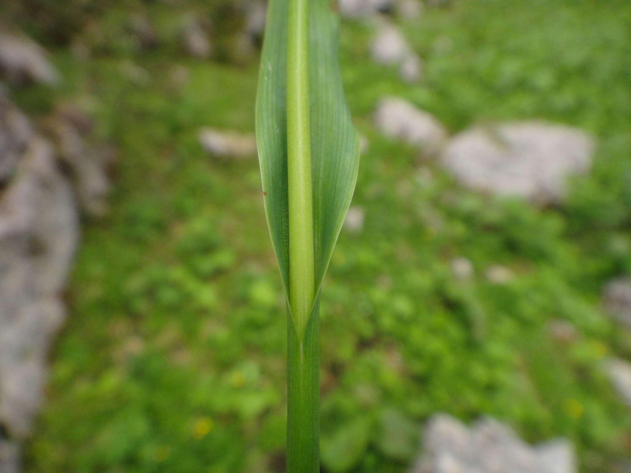 Image of smooth woodrush