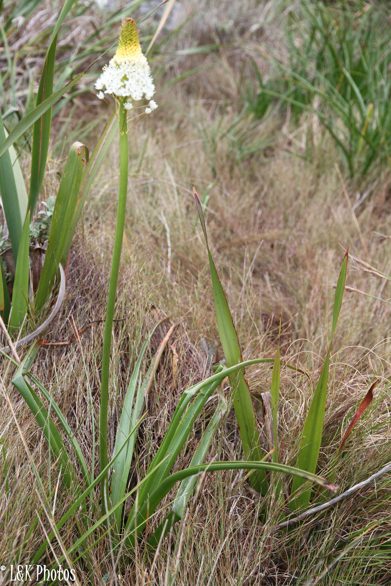 Image of Bulbinella nutans (Thunb.) T. Durand & Schinz