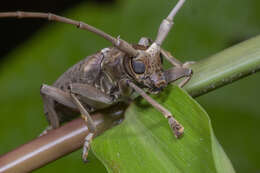 Image of Acalolepta rusticatrix (Fabricius 1801)