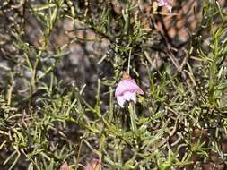 Imagem de Eremophila metallicorum S. Moore