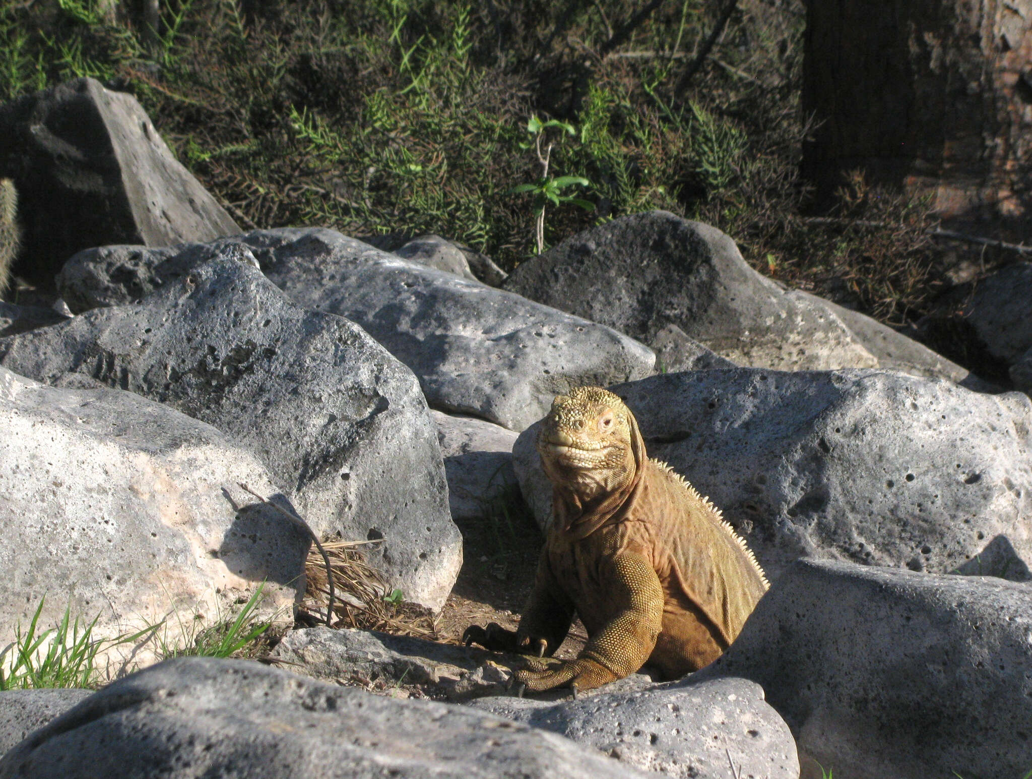 Image of Santa Fe Land Iguana