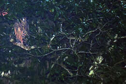 Image of Tawny Fish Owl