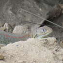 Image of Fitzinger's Tree Iguana