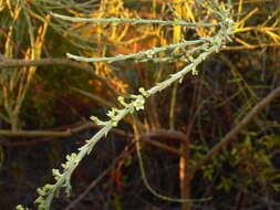 Image of Thesium retamoides (A. Santos) J. C. Manning & F. Forest