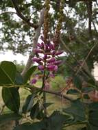 Image of Lonchocarpus nitidus (Vogel) Benth.