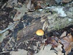 Image of Pholiota tuberculosa (Schaeff.) P. Kumm. 1871