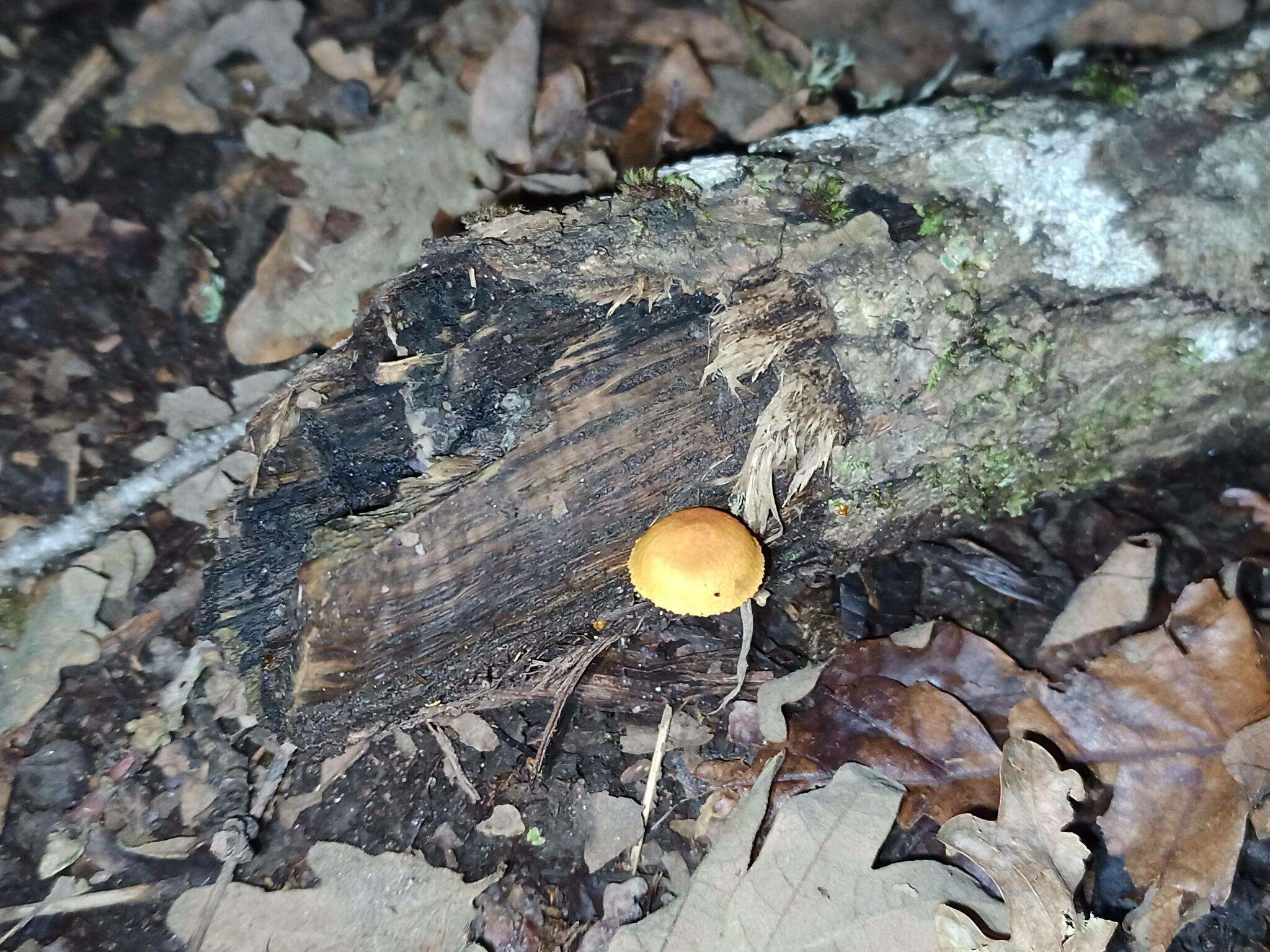 Image of Pholiota tuberculosa (Schaeff.) P. Kumm. 1871