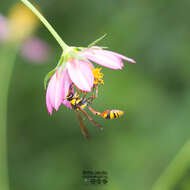 Image of Yellow and black potter wasp