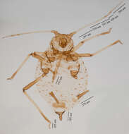 Image of Ivy aphid