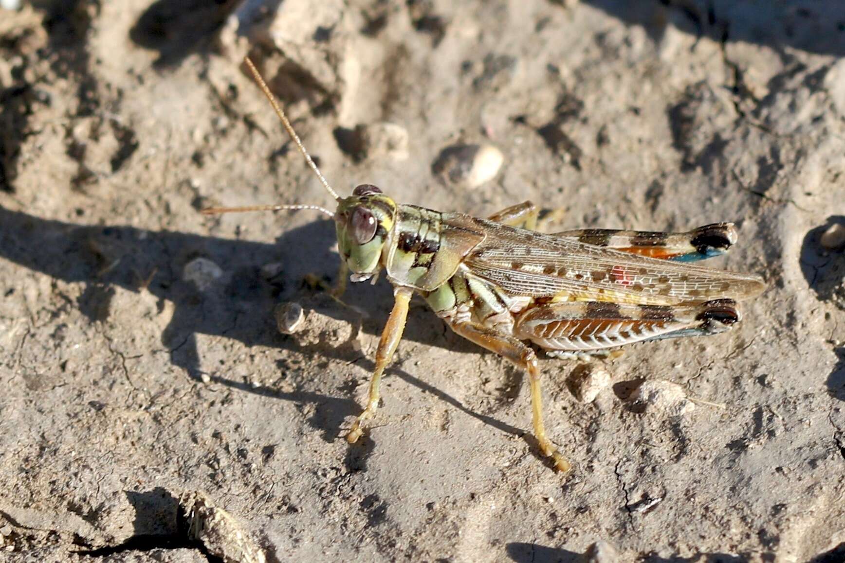 Image of Melanoplus occidentalis (Thomas & C. 1872)