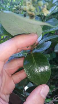 Image of mountain sandalwood