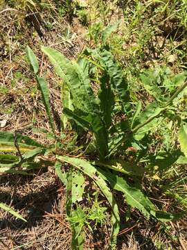 Image of wild quinine