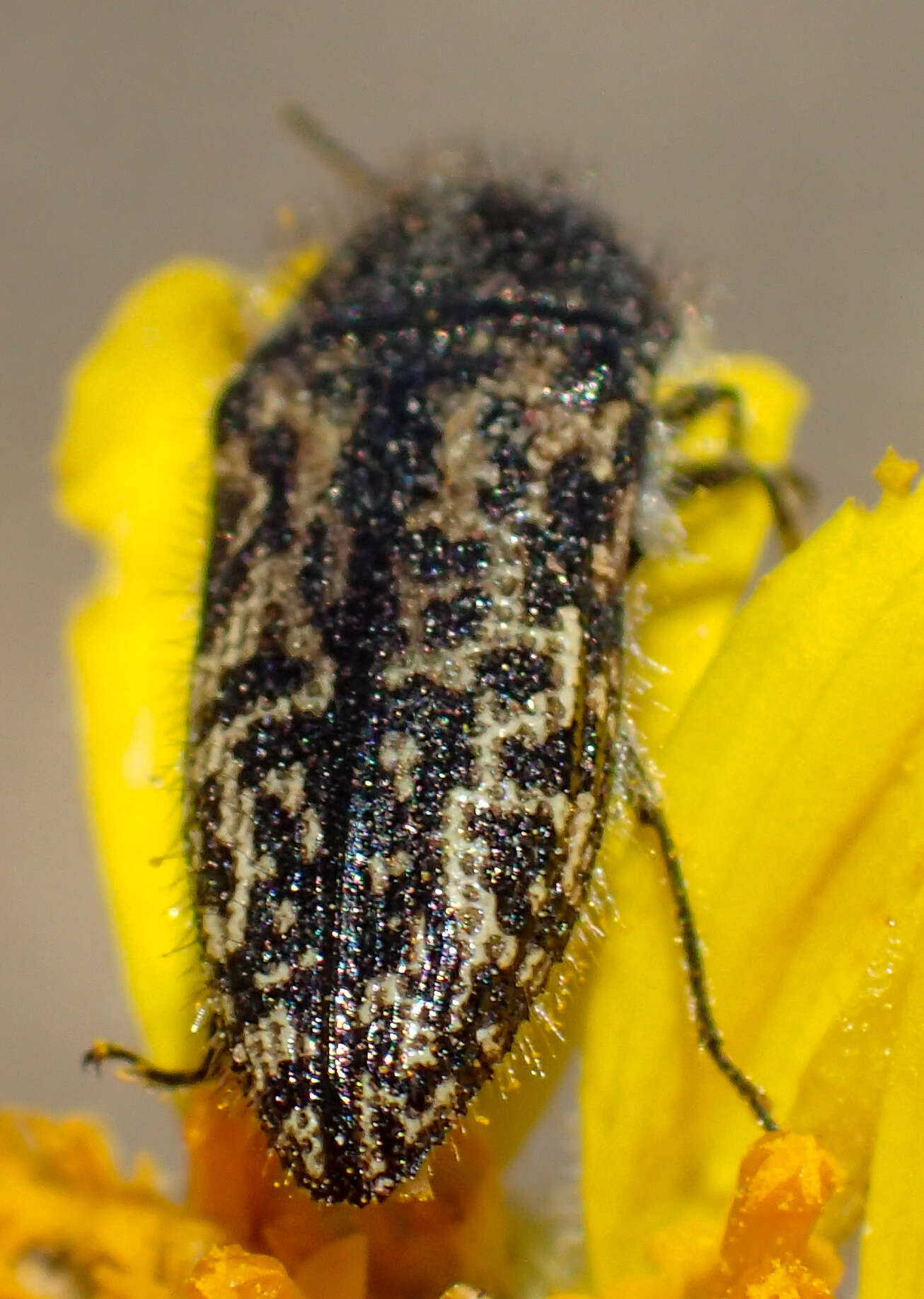 Image of Acmaeodera labyrinthica Fall 1899