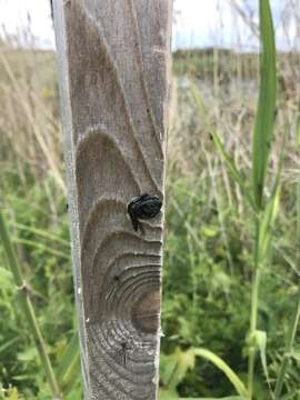 Image de Xylocopa virginica virginica (Linnaeus 1771)