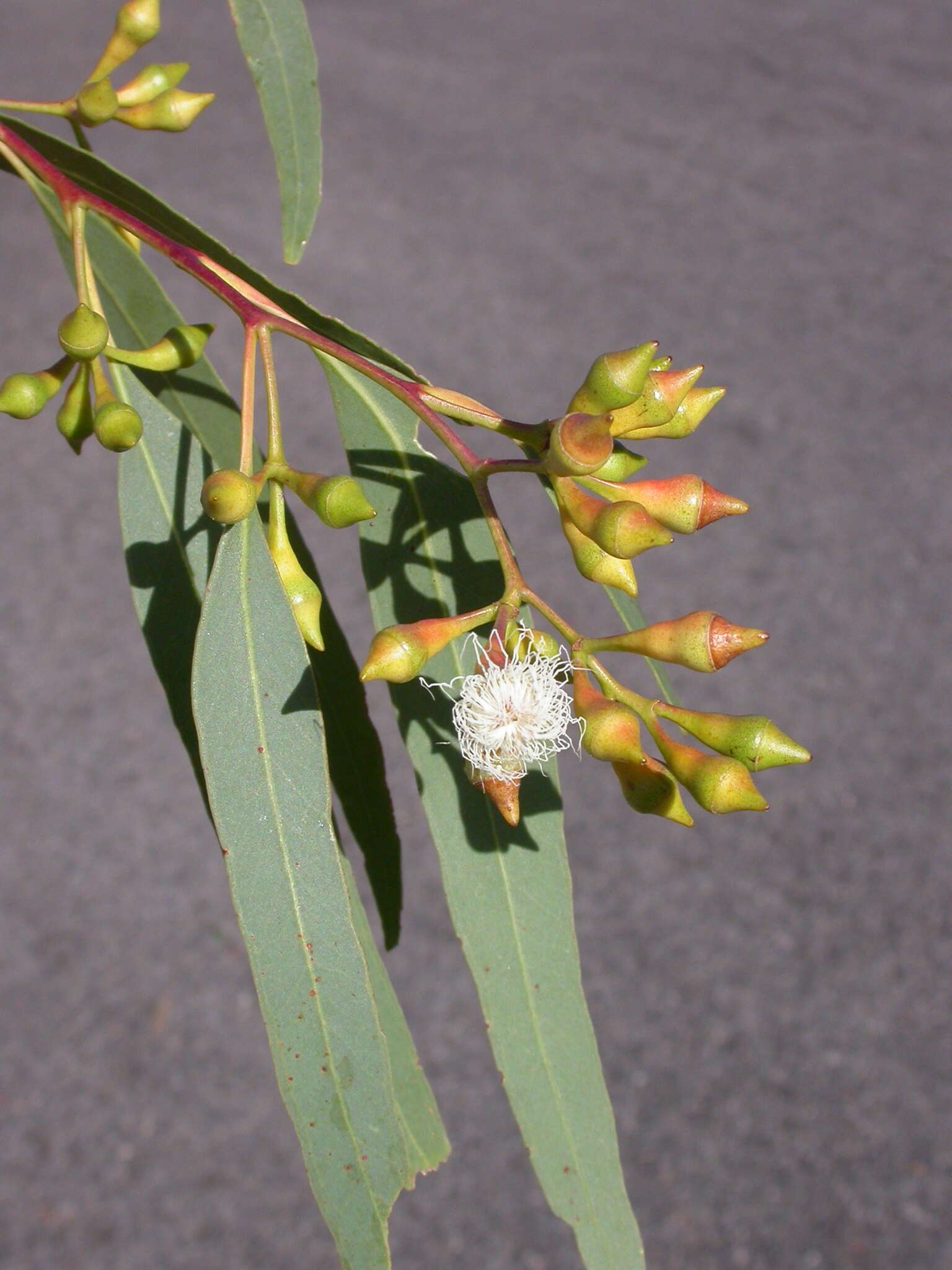 Image of Eucalyptus suffulgens L. A. S. Johnson & K. D. Hill