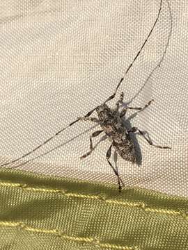 Image of Little Flatface Longhorn Beetle